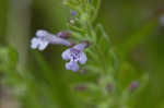 Drummond's false pennyroyal